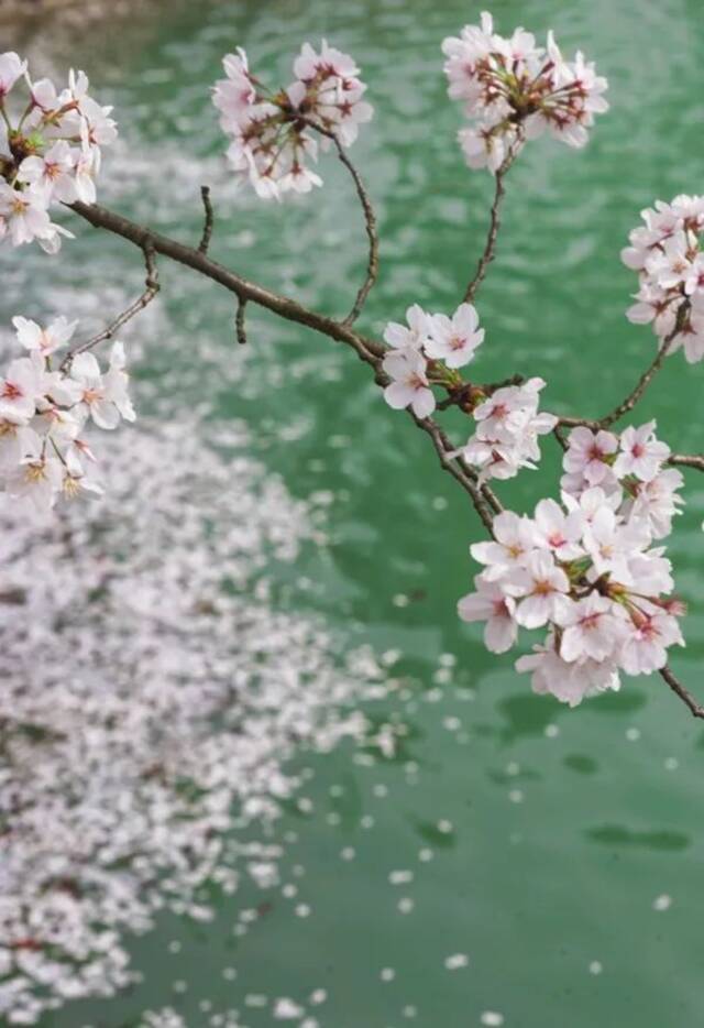 刚刚！时间定了！中国科大邀您看樱花！