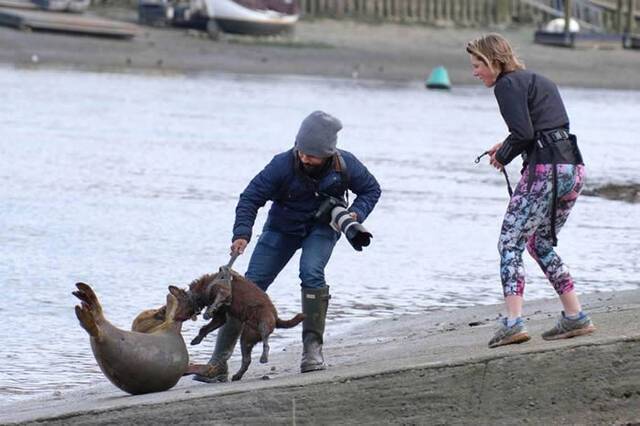 英国女饲主遛狗未使用牵绳狗攻击小海豹导致其伤重遭安乐死