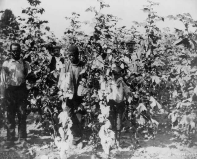（图说：1895年，佐治亚州亚特兰大的一座棉花种植园中的非洲裔工人。图/Library of Congress）