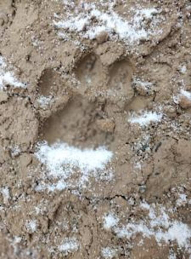 青海格尔木市郊首次拍摄到雪豹影像