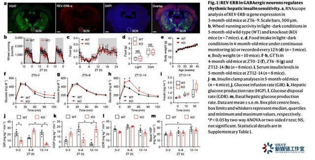 Nature 发文！山大陈丽团队合作揭示下丘脑中枢对肝脏糖代谢昼夜节律调节机制