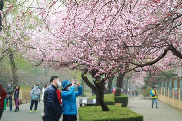 北京植物园第33届桃花观赏季开幕