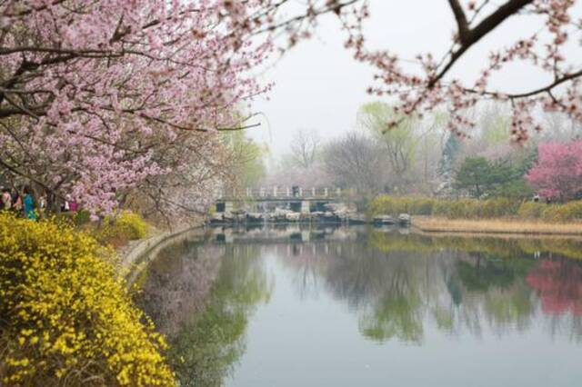 北京植物园第33届桃花观赏季开幕