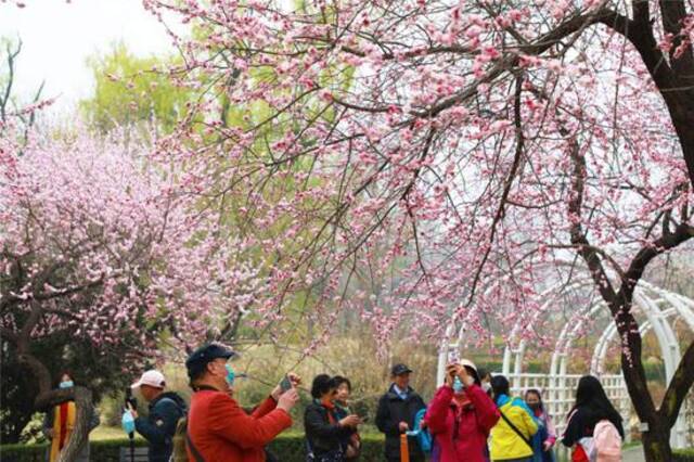 北京植物园第33届桃花观赏季开幕