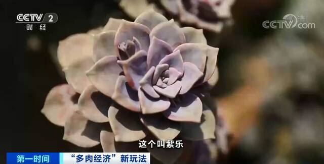 一天狂卖5万元！你家里的这种植物，火了！还能“云寄养”...