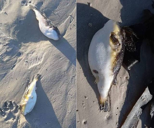 南非开普敦梅增贝赫海滩出现数百条搁浅河豚毒素比氰化物更致命