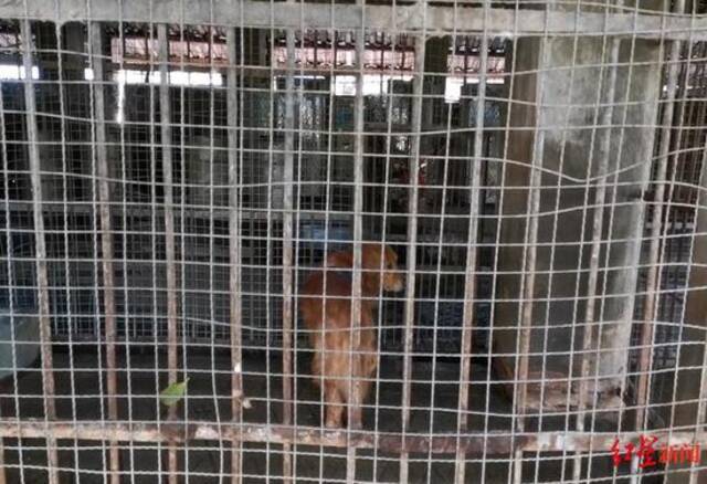 ↑3月29日，一只金毛狗仍然关在一个笼子里