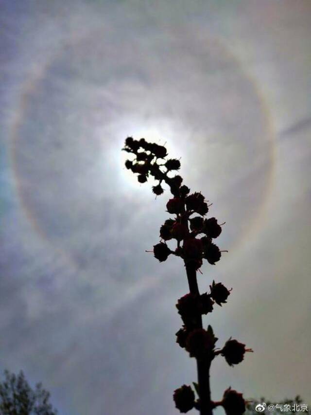 好看！北京上空出现日晕