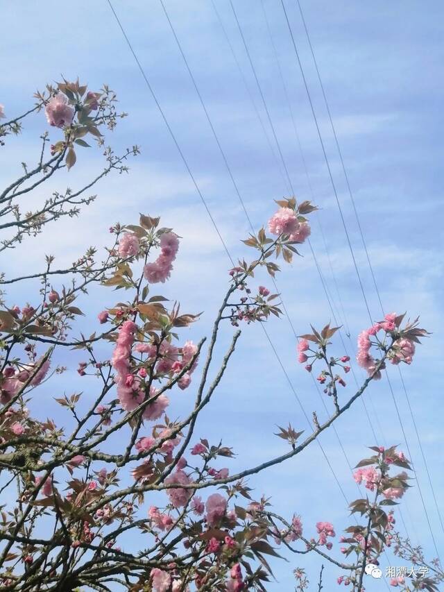 在湘大，与春色撞了个满怀！