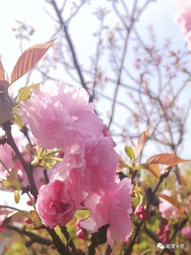 在湘大，与春色撞了个满怀！