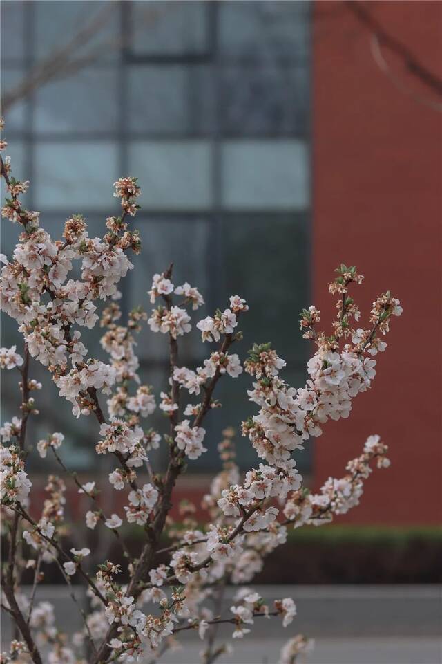 三月，遇见最美的法大春光