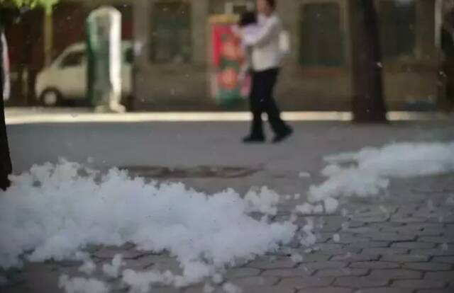 前方柳絮预警！天津预计这天开始飘！怎样防范“四月雪”呢？