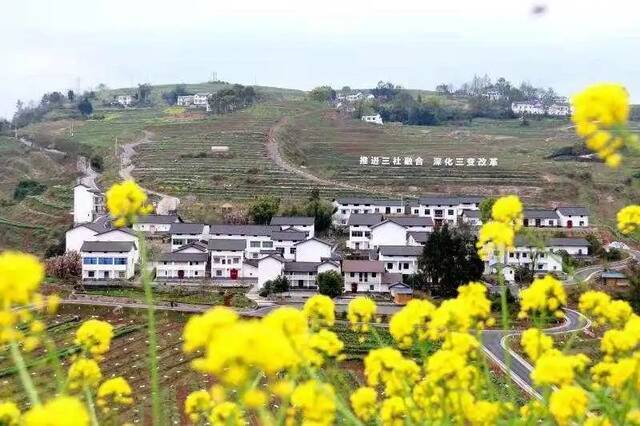 渝北乡村美景（资料图）蒋云龙摄