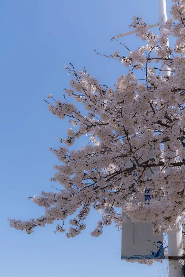 海大樱花，开啦！