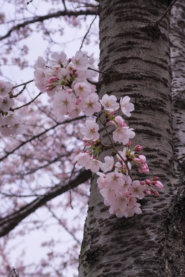 海大樱花，开啦！