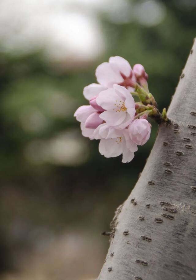 海大樱花，开啦！