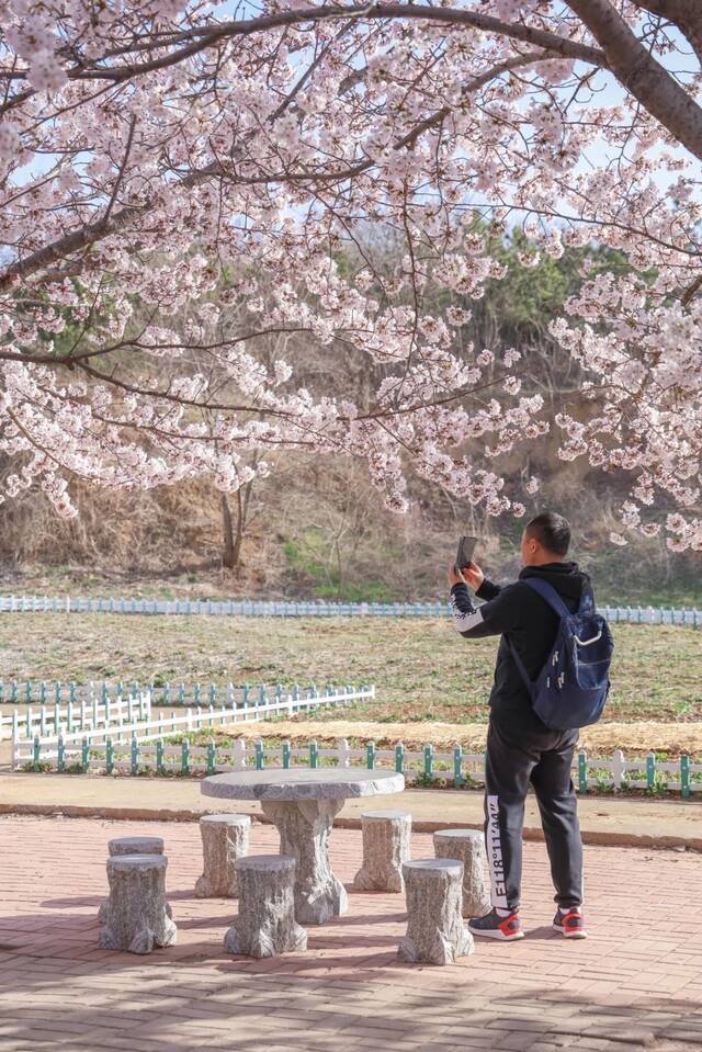 海大樱花，开啦！