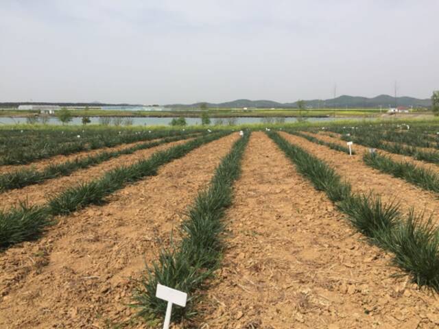 基地探秘①丨好草，是用来踩的！你不知道的南农大草坪研究院