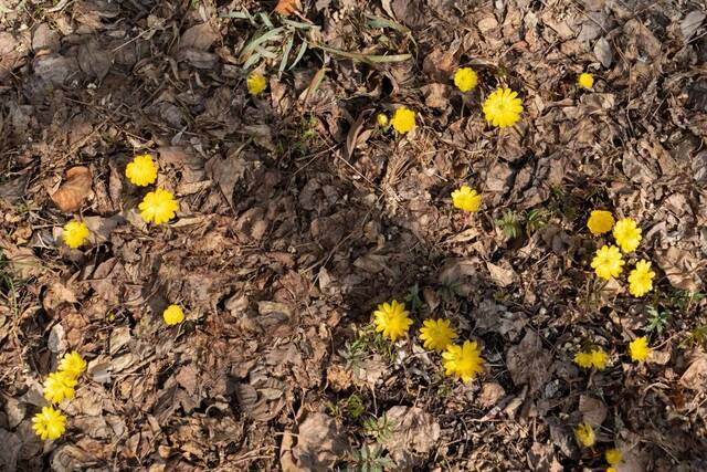 遇见冰凌花｜您的春季好运正在派送，请查收