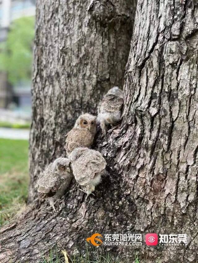 东莞一小区再现猫头鹰幼崽，这次是一窝！