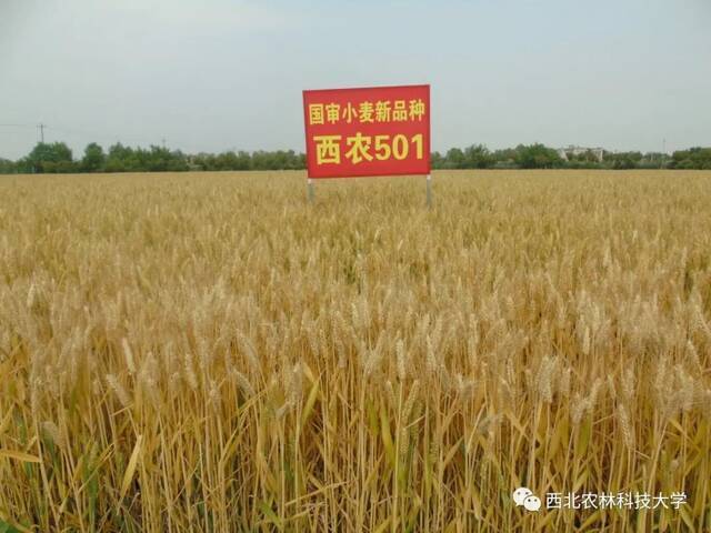 盘点西农国字号小麦！把饭碗端在中国人自己手里！