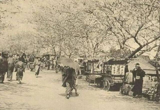  19世纪末日本的春日樱花