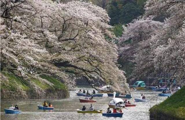 当地时间3月30日，日本东京进入樱花进入全盛期，民众在千鸟渊河上泛舟赏樱