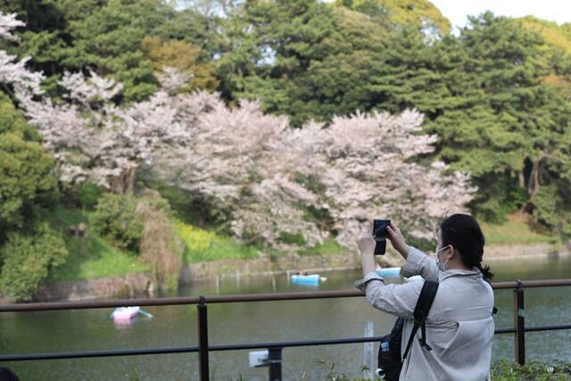 ↑4月1日，一名游客在日本东京千鸟渊拍摄樱花。