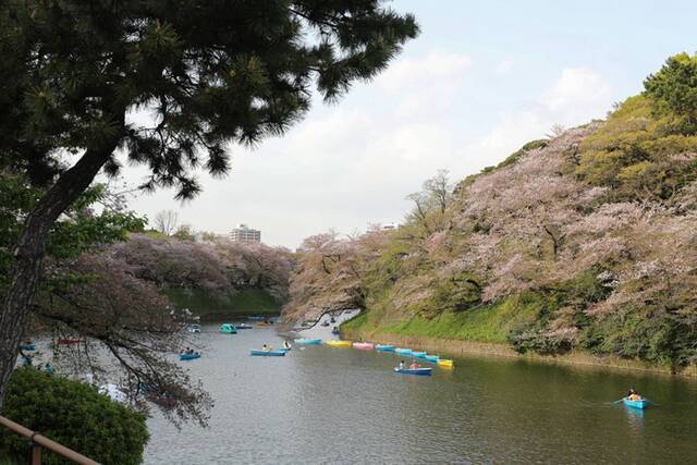 ↑4月1日，人们在日本东京千鸟渊乘船欣赏樱花。