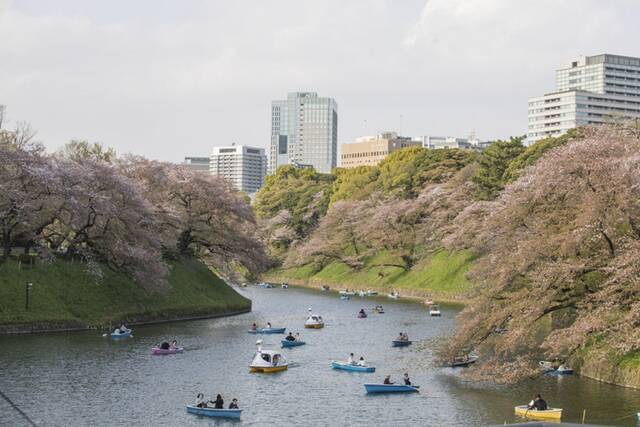 ↑4月1日，人们在日本东京千鸟渊乘船欣赏樱花。