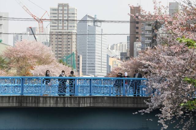 ↑4月1日，人们在日本东京欣赏目黑川沿岸的樱花。