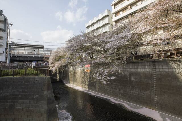 ↑这是4月1日在日本东京拍摄的目黑川沿岸的樱花。