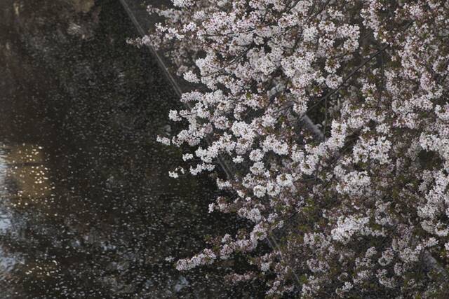 ↑这是4月1日在日本东京拍摄的目黑川沿岸的樱花。
