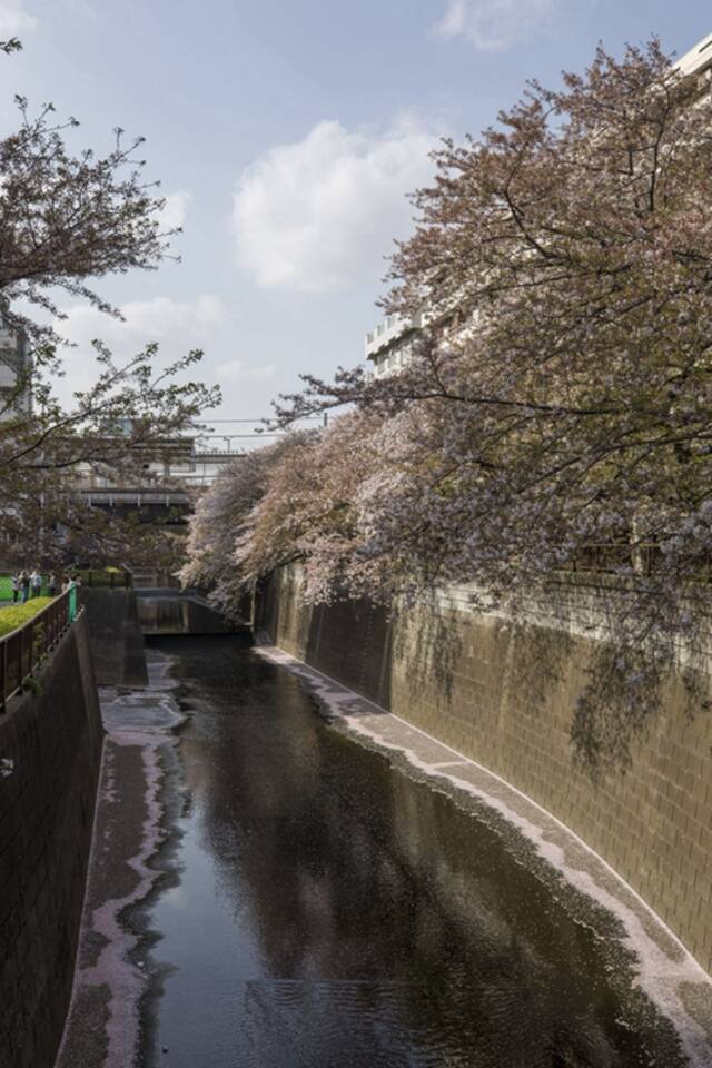 ↑这是4月1日在日本东京拍摄的目黑川沿岸的樱花。