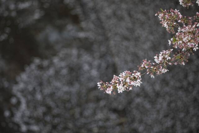 ↑这是4月1日在日本东京拍摄的目黑川沿岸的樱花。