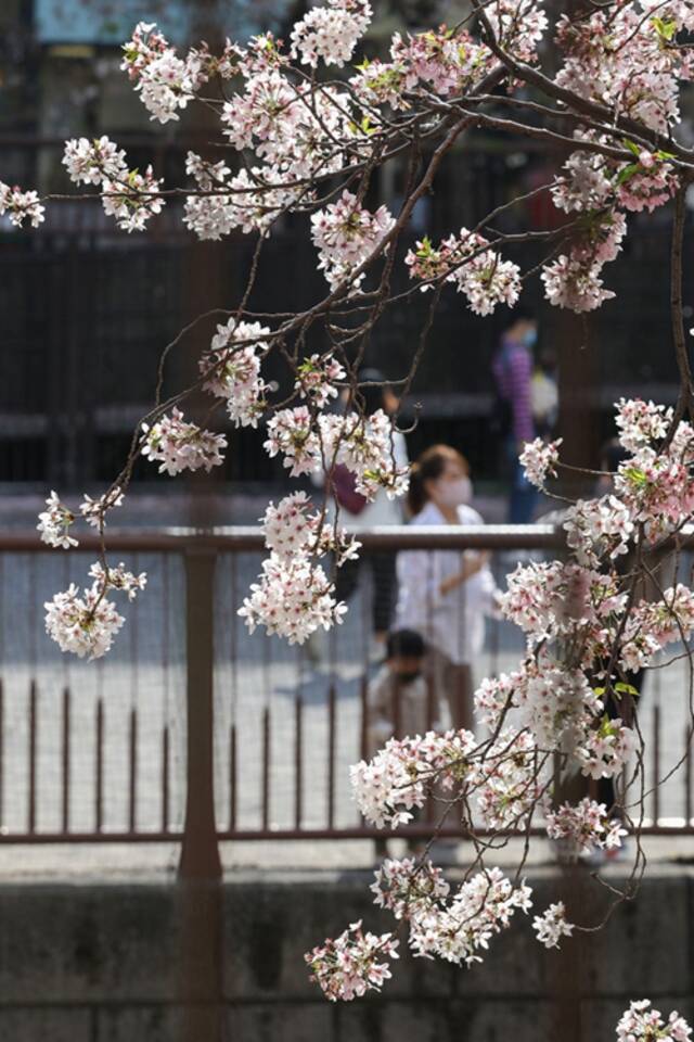 ↑这是4月1日在日本东京拍摄的目黑川沿岸的樱花。