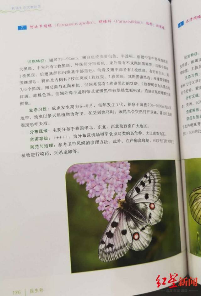 ↑《机场生态灾害防范（昆虫卷）》对阿波罗绢蝶的介绍受访者供图