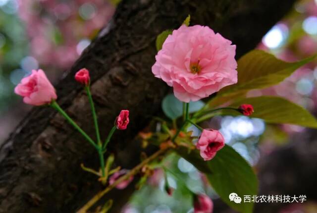 西农赏樱攻略！带上相机，穿上长裙，你就是“樱花女神”！