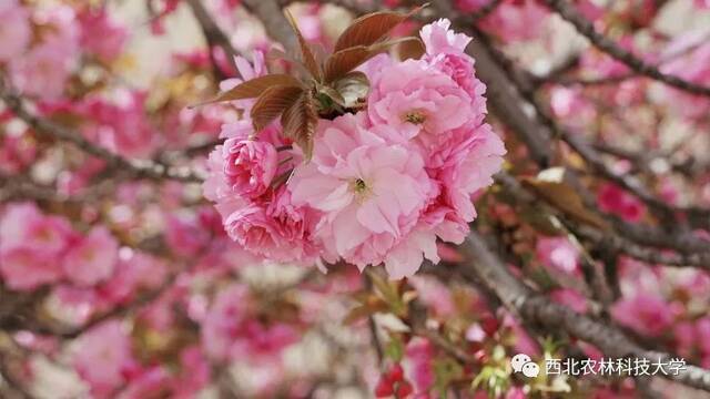 西农赏樱攻略！带上相机，穿上长裙，你就是“樱花女神”！