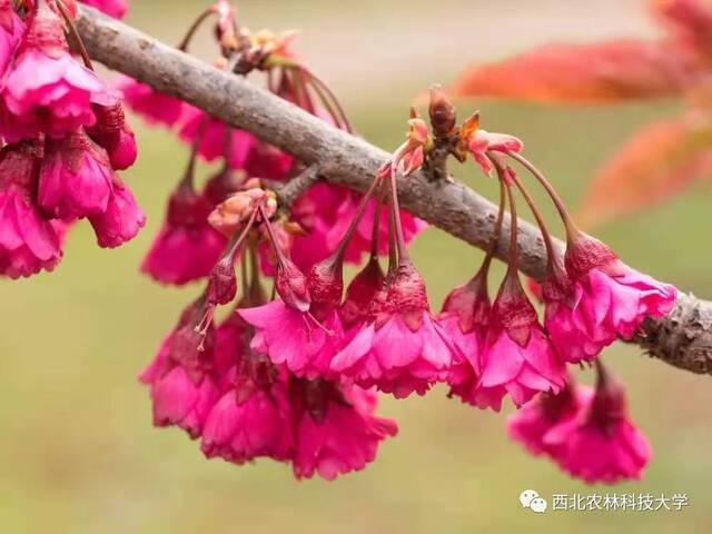 西农赏樱攻略！带上相机，穿上长裙，你就是“樱花女神”！