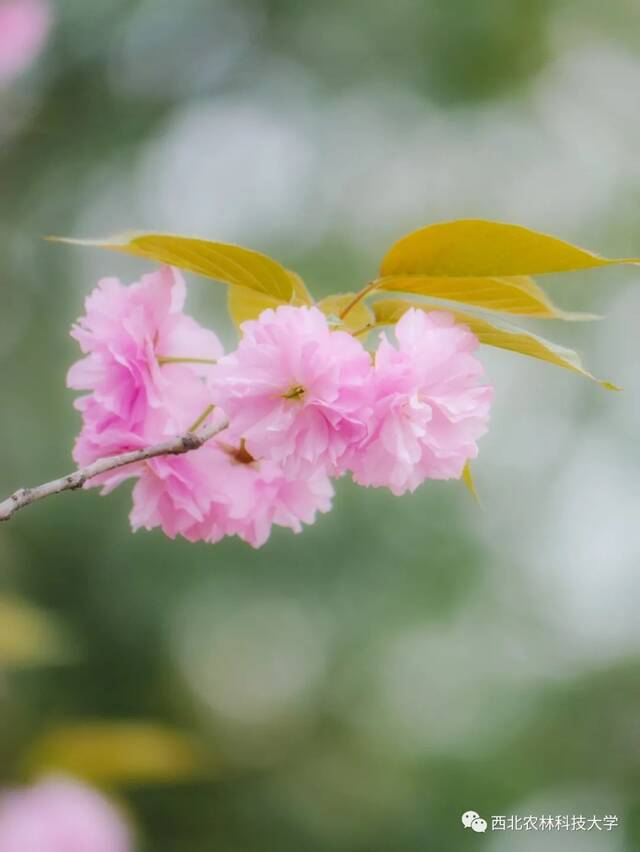 西农赏樱攻略！带上相机，穿上长裙，你就是“樱花女神”！