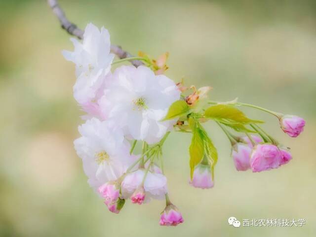 西农赏樱攻略！带上相机，穿上长裙，你就是“樱花女神”！