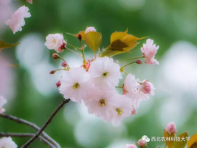 西农赏樱攻略！带上相机，穿上长裙，你就是“樱花女神”！