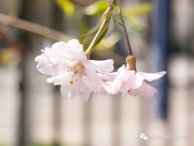 西农赏樱攻略！带上相机，穿上长裙，你就是“樱花女神”！