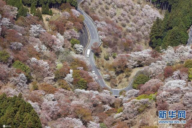 当地时间4月2日，日本奈良吉野山，俯瞰粉红的樱花开满山野，美如画卷。（图片来源：东方IC）