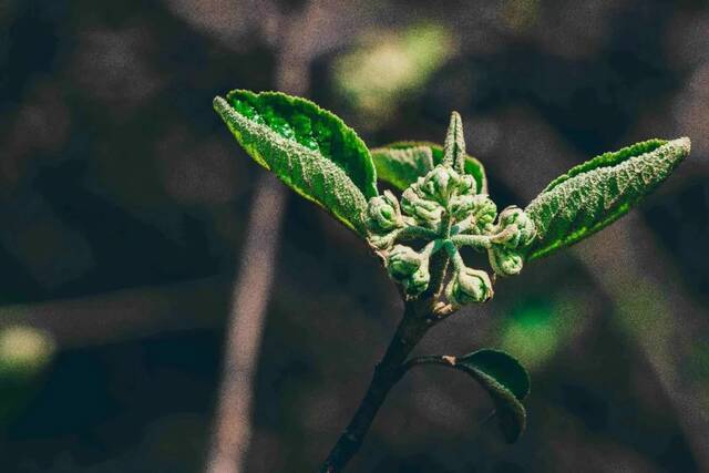 清明追念 春暖人间：万物生长此时，皆清洁而明净丨泮池诗话