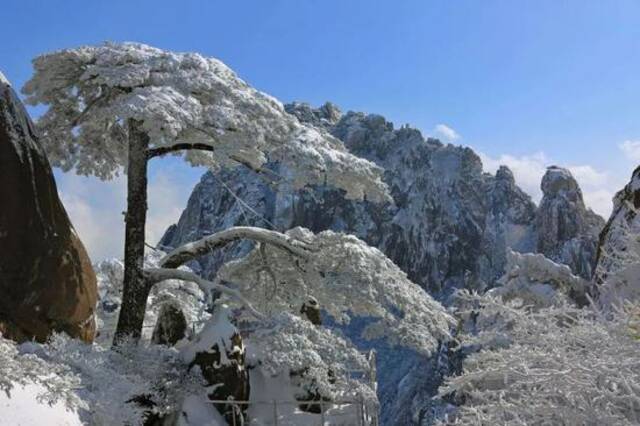 “大雪压青松，青松挺且直”图片来源：网络