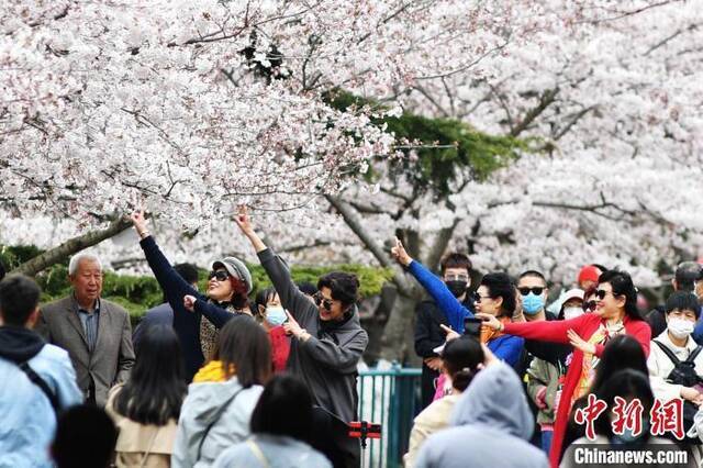 游客在青岛中山公园的樱花树下翩翩起舞，享受美好春光。王海滨摄
