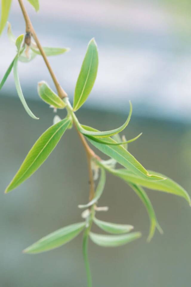 想和你看四月满天飞花， 与你共度日出与晚霞！