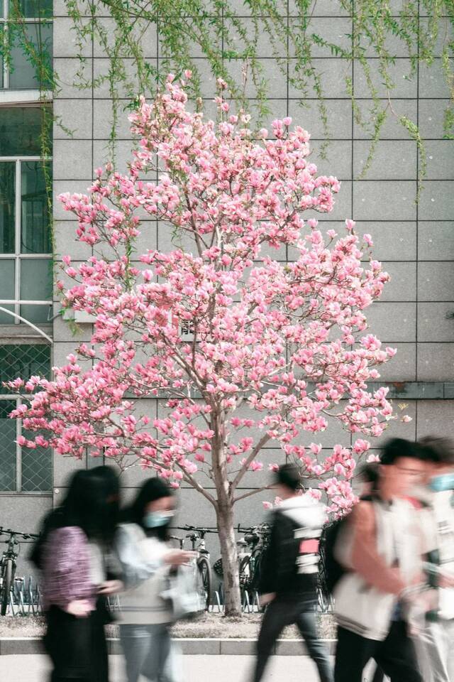 想和你看四月满天飞花， 与你共度日出与晚霞！